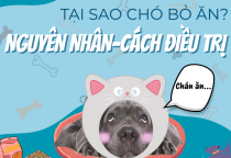 TẠI SAO CHÓ BỎ ĂN? NGUYÊN NHÂN VÀ CÁCH ĐIỀU TRỊ