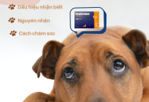 BỆNH SUY TIM SUNG HUYẾT Ở CHÓ: DẤU HIỆU NHẬN BIẾT, NGUYÊN NHÂN VÀ CÁCH CHĂM SÓC