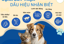 BỆNH THẬN Ở CHÓ MÈO: DẤU HIỆU NHẬN BIẾT VÀ CÁCH CHỮA TRỊ 
