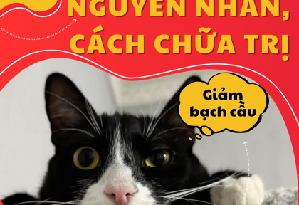 DẦU HIỆU MÈO BỊ GIẢM BẠCH CẦU VÀ CÁCH CHỮA TRỊ